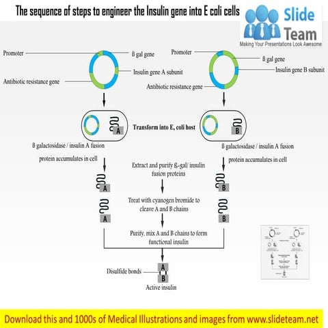 The sequence of steps to engineer the insulin gene into e coli cells medical ...