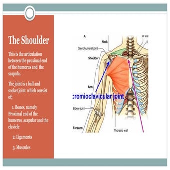 X ray views of shoulder joint and related structures | PPTX