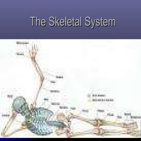 The Skeletal System