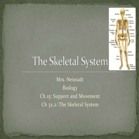 The skeletal system