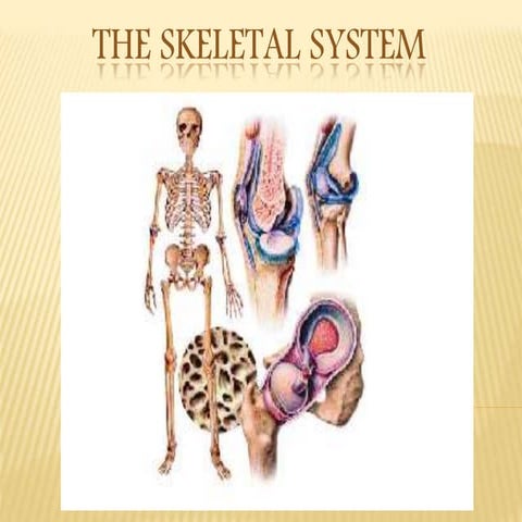 The skeletal system