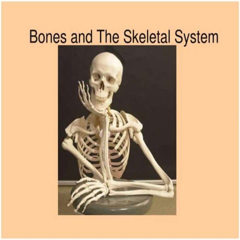 The skeletal system