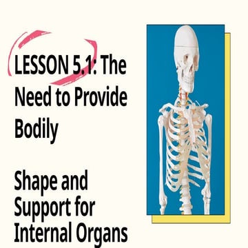 The Skeletal System Education Presentation in Cream Yellow Blue Lined Styl_20...