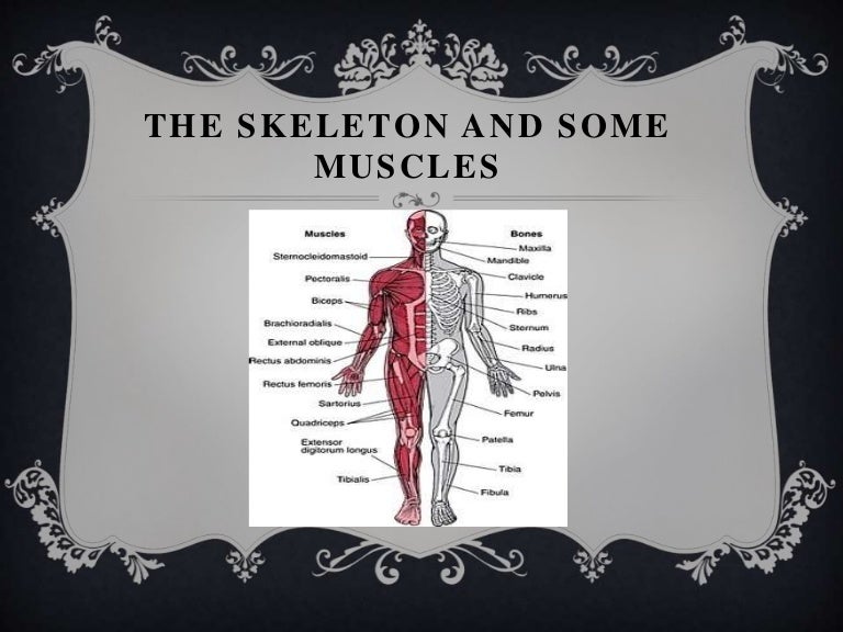 The skeleton and some muscles