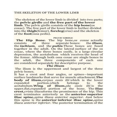 The skeleton of the lower limb