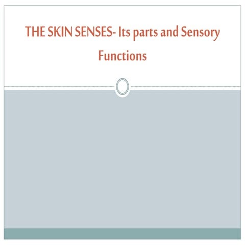 The Skin Senses (Its Parts and Sensory Functions)