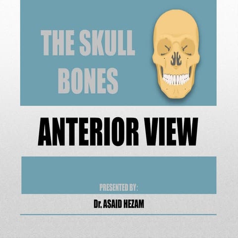 The skull bones anterior view | PDF