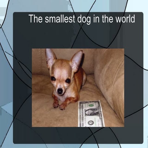 The smallest dog in the world