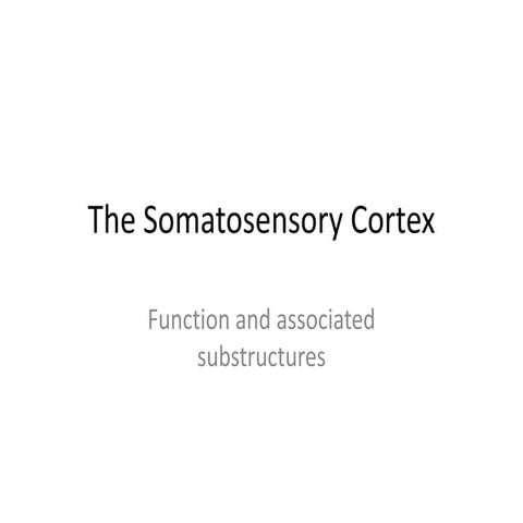 The somatosensory cortex