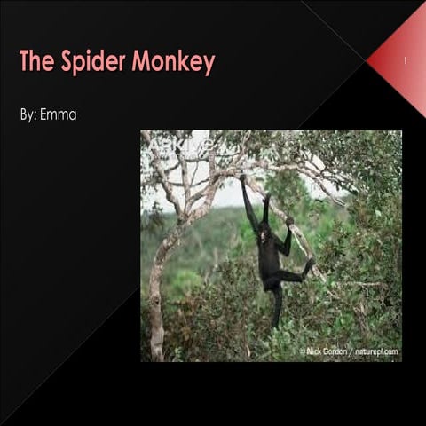 The spider monkey[1]