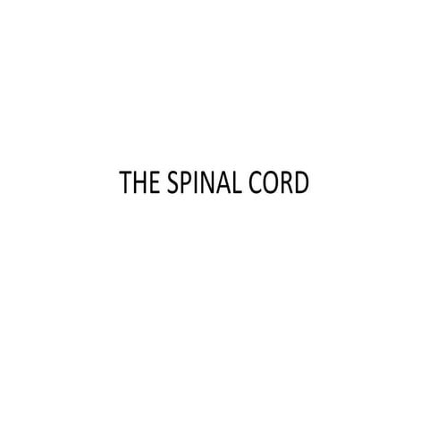 The spinal cord