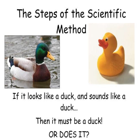 The steps of the scientific method