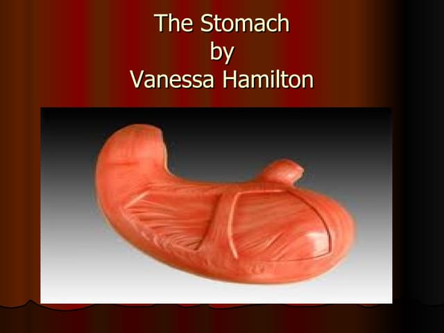 The Human stomach presentation
