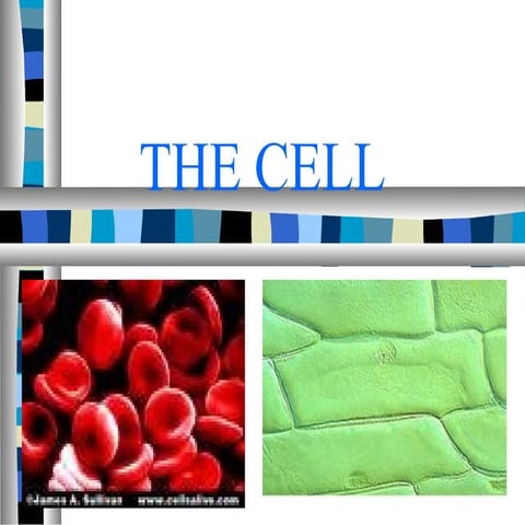 The structure and function of cells blackboard
