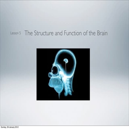 The structure and function of the brain