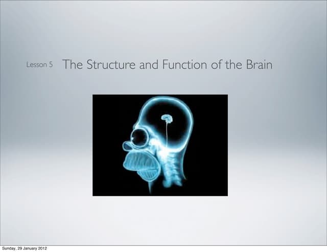 The structure and function of the brain