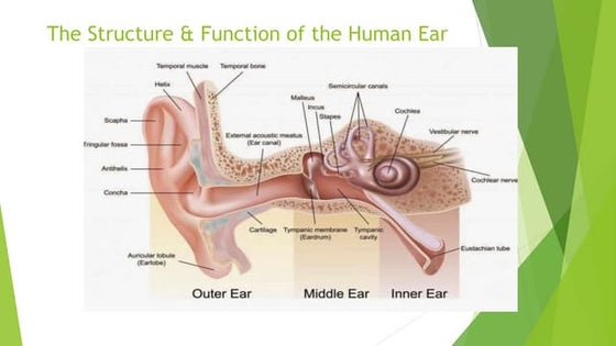 WHAT ARE THE STRUCTURES OF THE EAR AND THEIR FUNCTIONS visual data 8