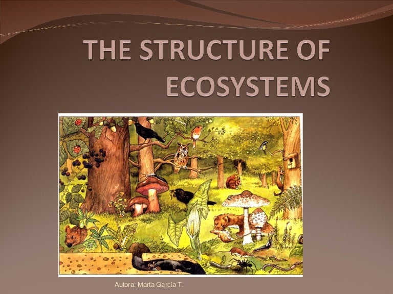 The structure of ecosystems