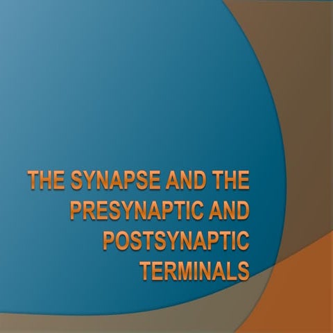 The  Synapse And The  Presynaptic And  Postsynaptic  Terminals