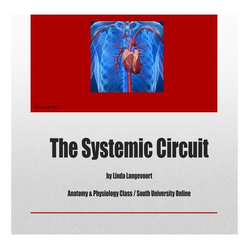 The Systemic Circuit