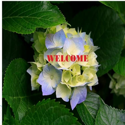 Power point presentation