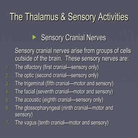 HIS 120 The Thalamus and Sensory Activities