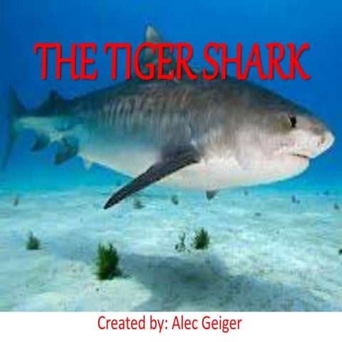The tiger shark