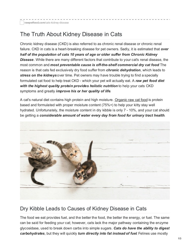 natural food for cats with kidney disease