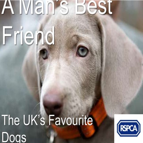 The UK's Favourite Dogs
