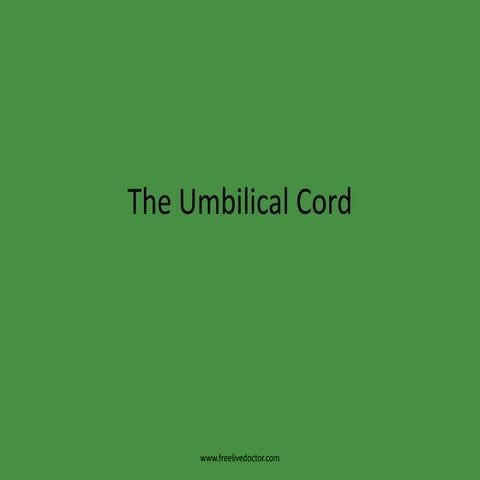 The umbilical cord