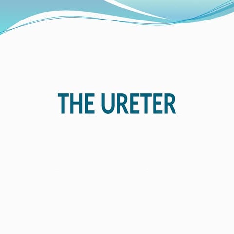 the ureter (2).pptxllllllllllllllllllllll