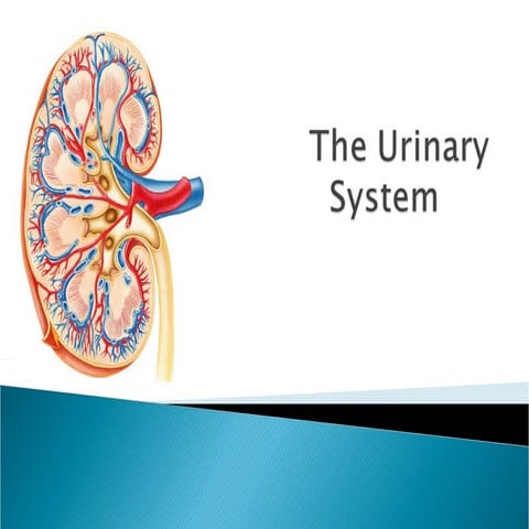 Introduction to Urinary System and it's anatomy | PPT