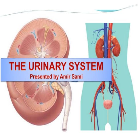 The urinary system