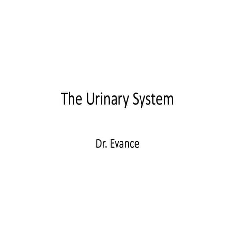 The urinary system