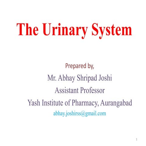 The urinary system