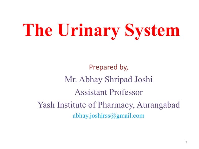 The urinary system