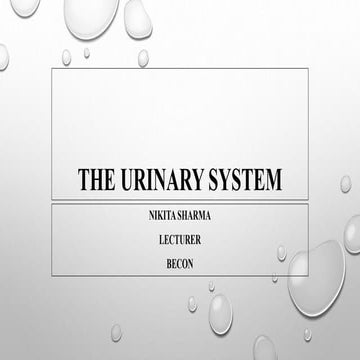The urinary system