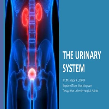 BASIC INTRODUCTION TO THE URINARY SYSTEM.pptx