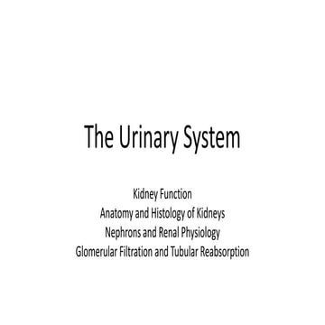 The urinary system