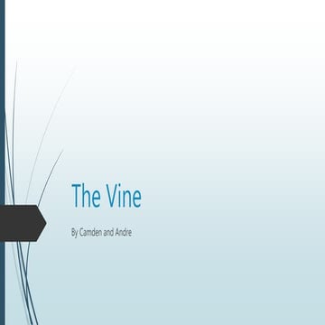 The Vine