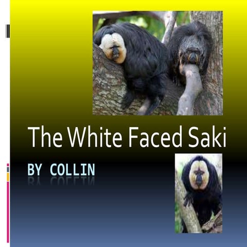 The white faced saki 11 the finished one[1]