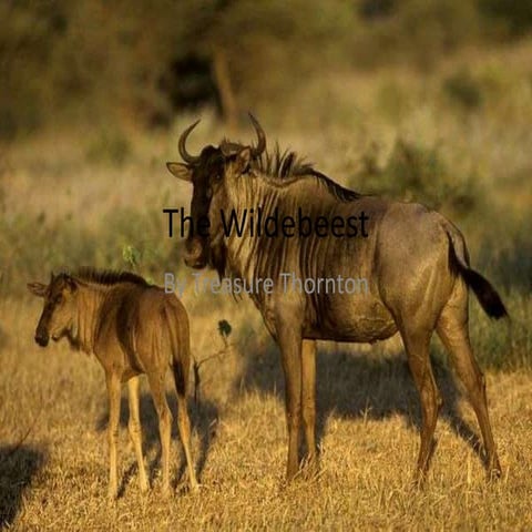 The wildebeest