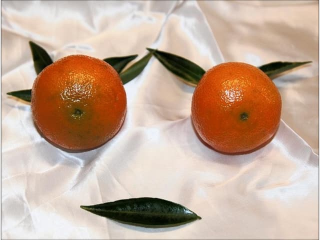 They Are Watching Us