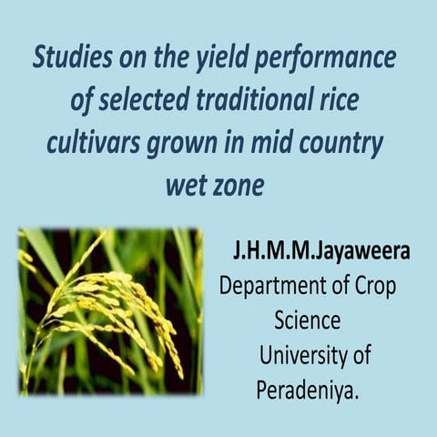 The yield performance of selected traditional rice cultivars grown in ...