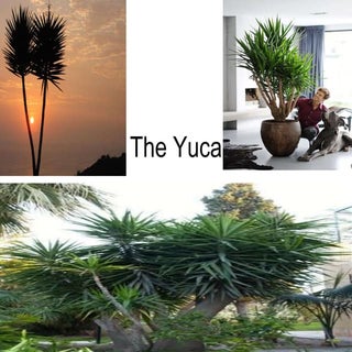 The yuca