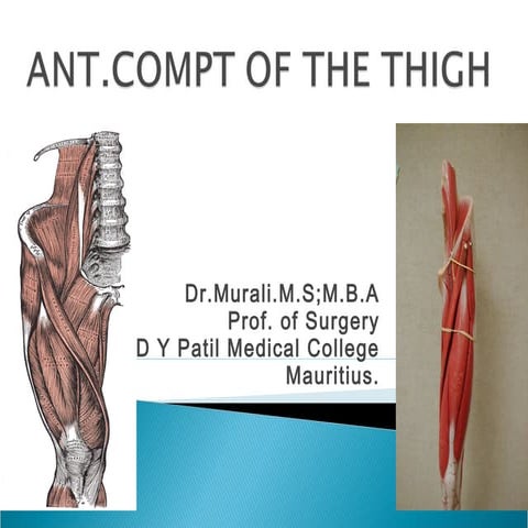 Thigh - Ant.Compartment - Anatomy