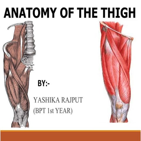 Muscles of the Lower Limb .pdf