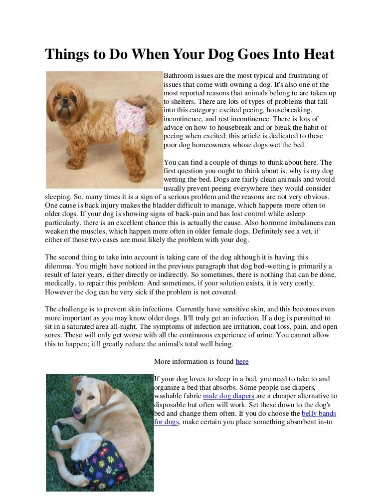 what does dog in heat mean