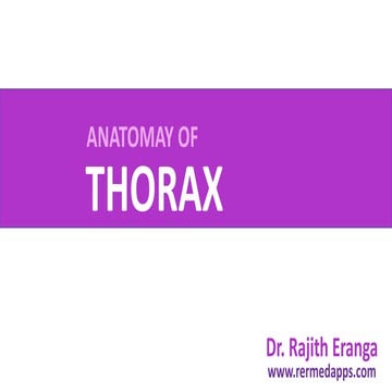 Thorax Anatomy