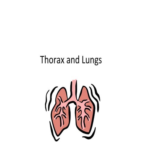 Thorax And Lungs
